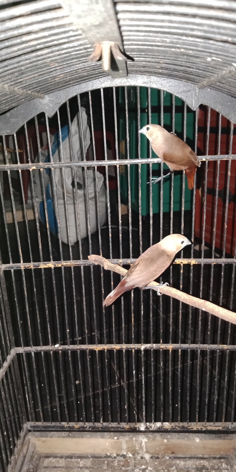 Cara Membedakan Emprit Haji Jantan Dan Betina