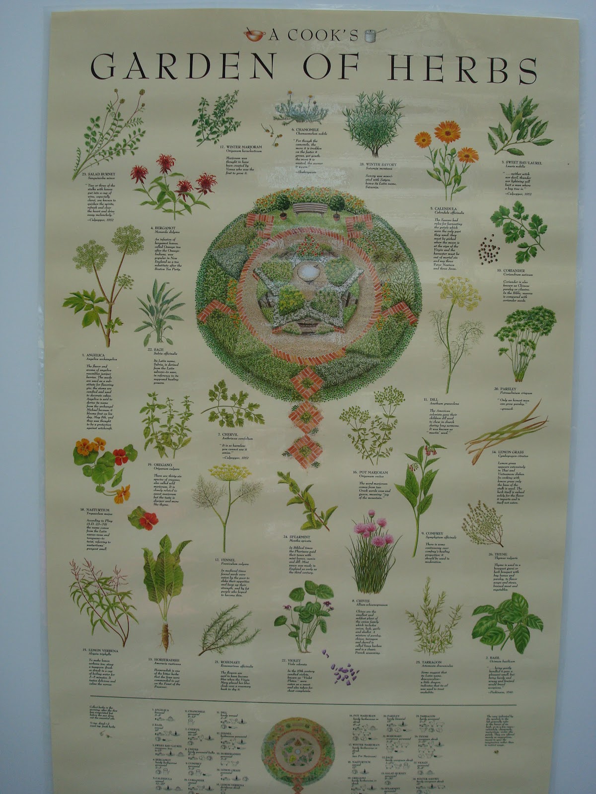 Love, Joy and Peas Herb Day At US Botanic Garden