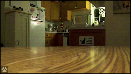 Amazing Cat GIF • Fast cat takes his treat off table at speed of light. “Gimme, mine!”