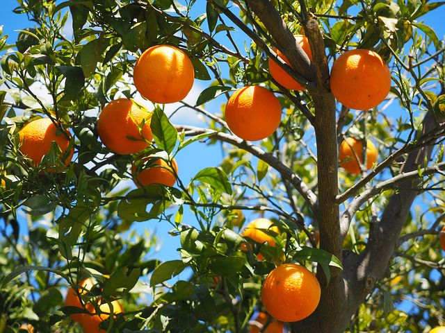 सपने में संतरा देखना | sapne me santra dekhna | Seeing an orange in a dream, सपने में संतरा देखना, सपने में संतरा खाने का क्या मतलब होता है, सपने में संतरा खरीदना, सपने में संतरा का पेड़ देखना, Seeing an orange in a dream, Seeing the orange tree in the dream, Eating orange in a dream, What does it mean to buy an orange in a dream, sapne mein santra dekhna, sapne mein santra khana, sapne mein santra kharidana, sapne mein santra ka ped dekhna