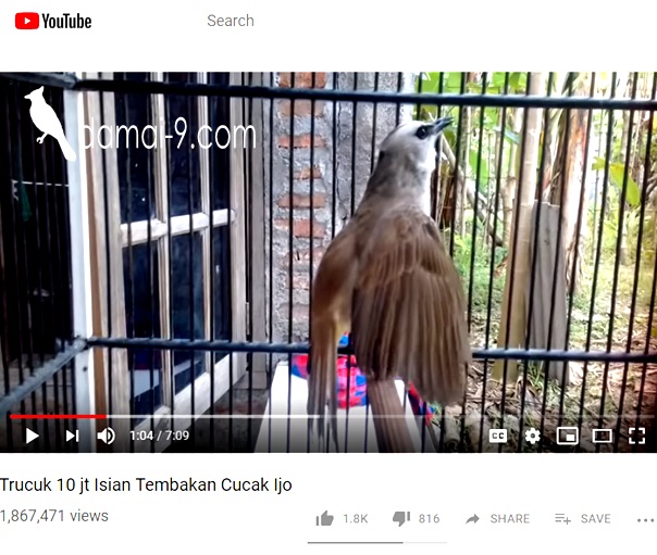 Harga Trucukan Termahal 10 Jt Hobi Si Petani