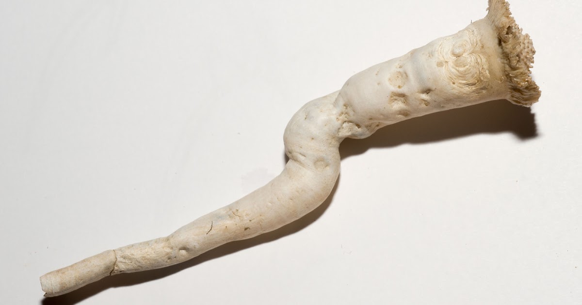 Real Monstrosities: Watering Pot Shell