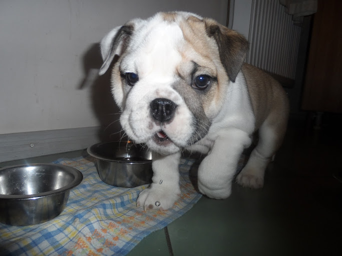 английский бульдог лунный свет софья. рио бульдог луис. минусы английского бульдога. английский бульдог и алабай. английский бульдог плюсы и минусы.