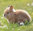 jenis dan ciri-ciri kelinci berukuran mini