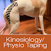 Have You Heard About Kinesiology/Physio Taping for Dogs?