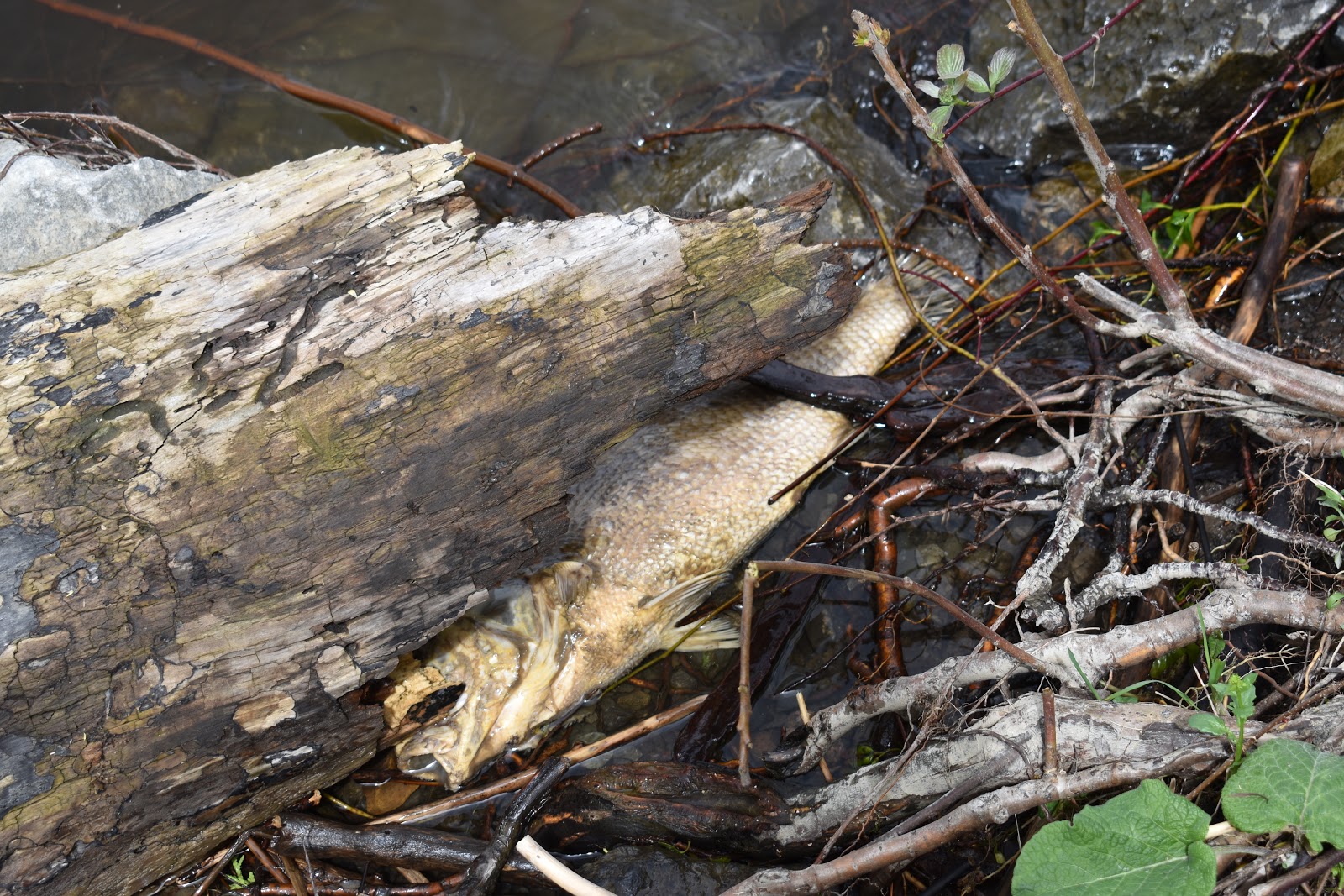 Andy Eychenne Dessin Parc de l'Ile de la Visitation postinondations