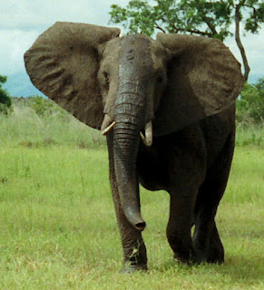 Afrika fili, Mikumi Ulusal Parkı, Tanzanya.