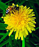 Bee on dandelion (photo by J.J.)