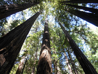 redwoods, trees, sunlight, spiritual growth