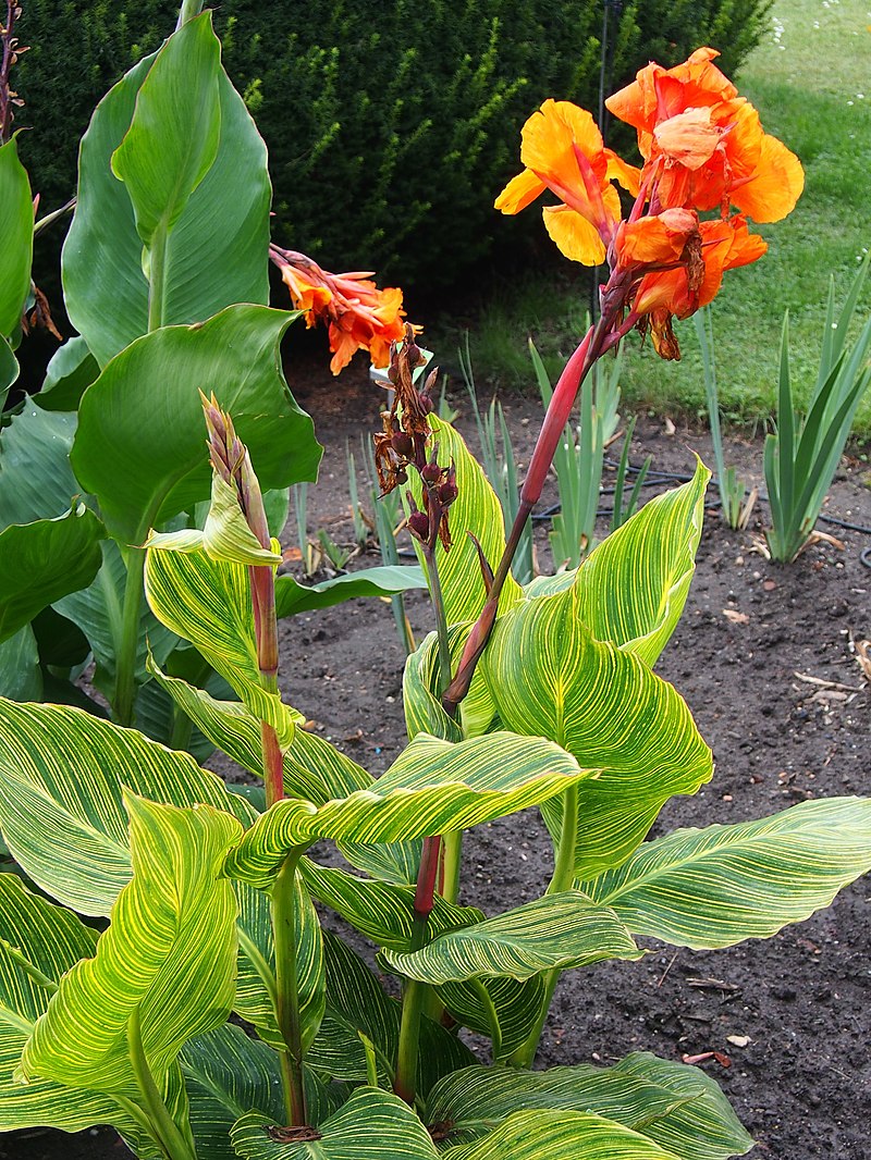 КАННА (лат. Canna)