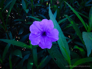 Purple Flower Mexican Petunia Or Ruellia Simplex Bloom In The Garden