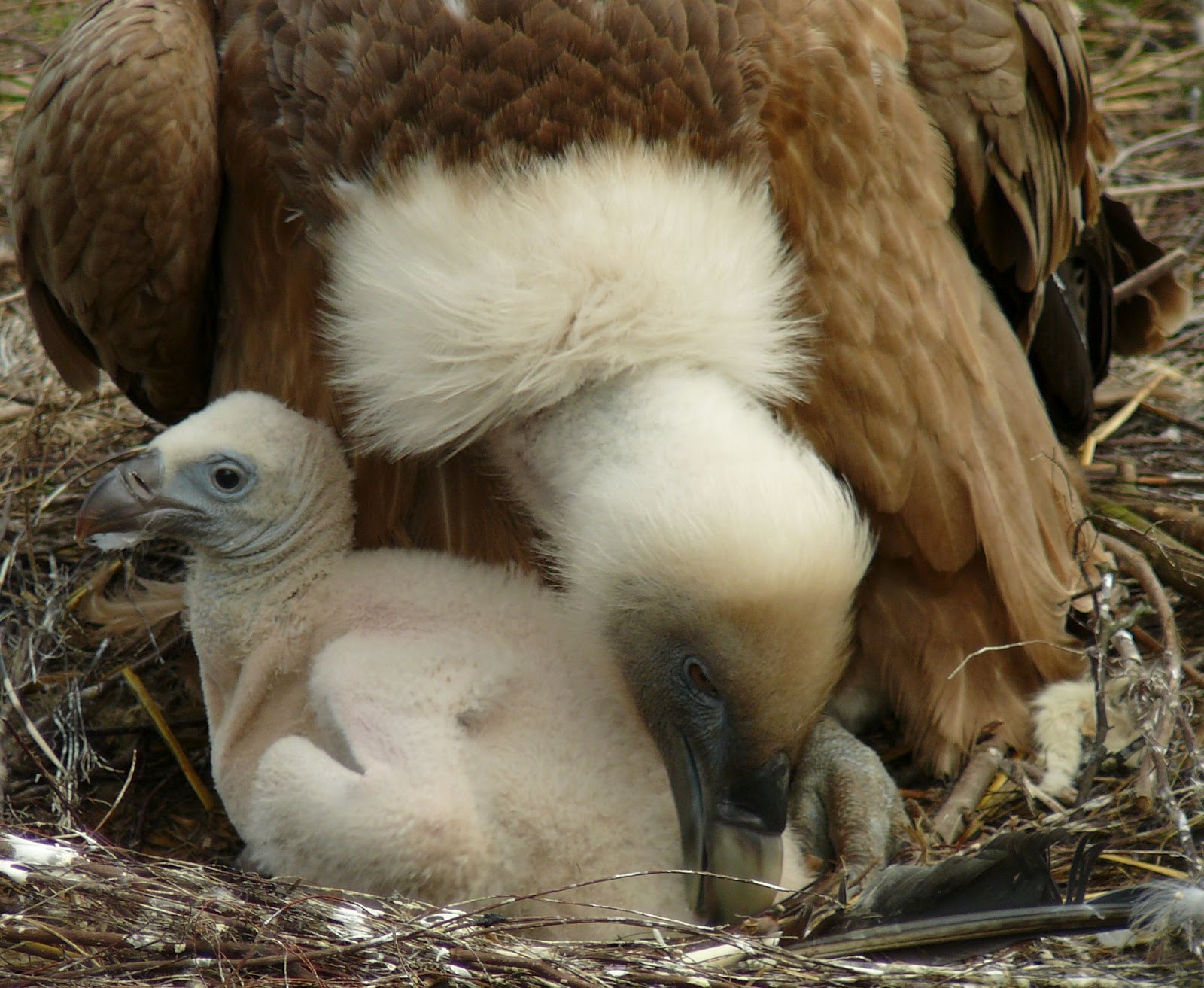 Fascinated by Vultures: 21 days old Eurasian Griffon Vulture chick