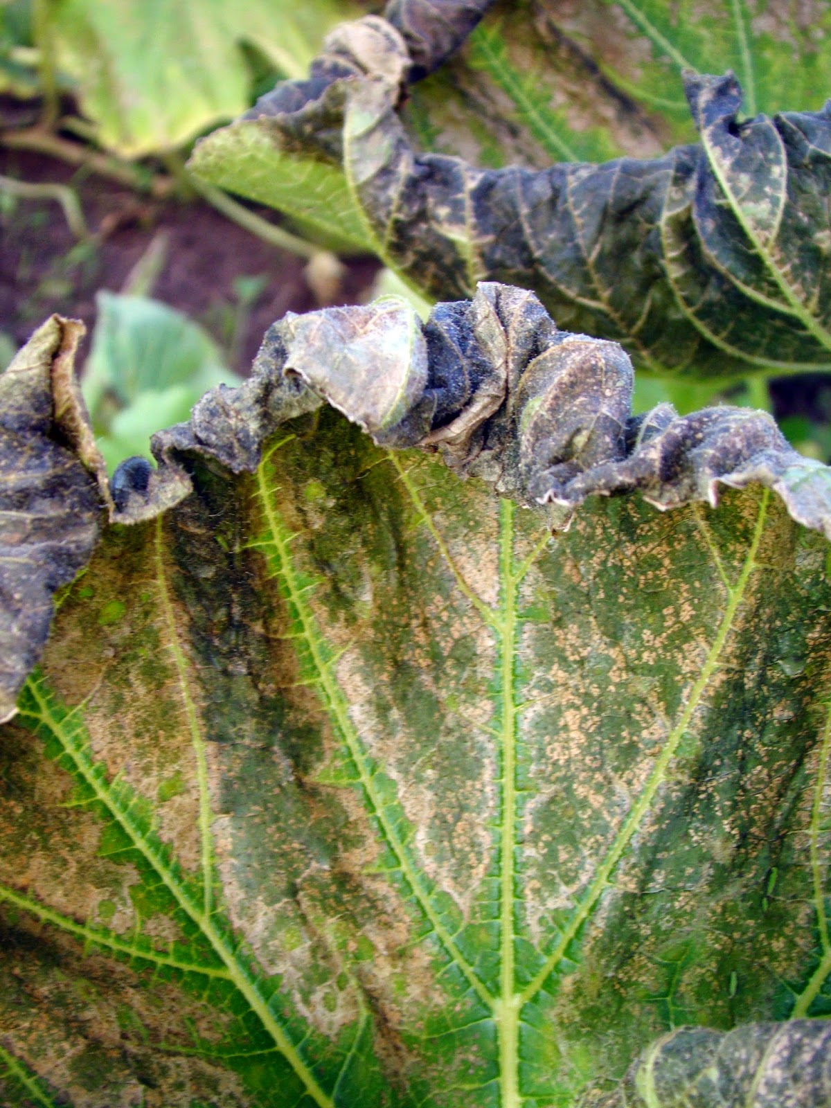 Wintergreen Farm Week 11 Nailed It