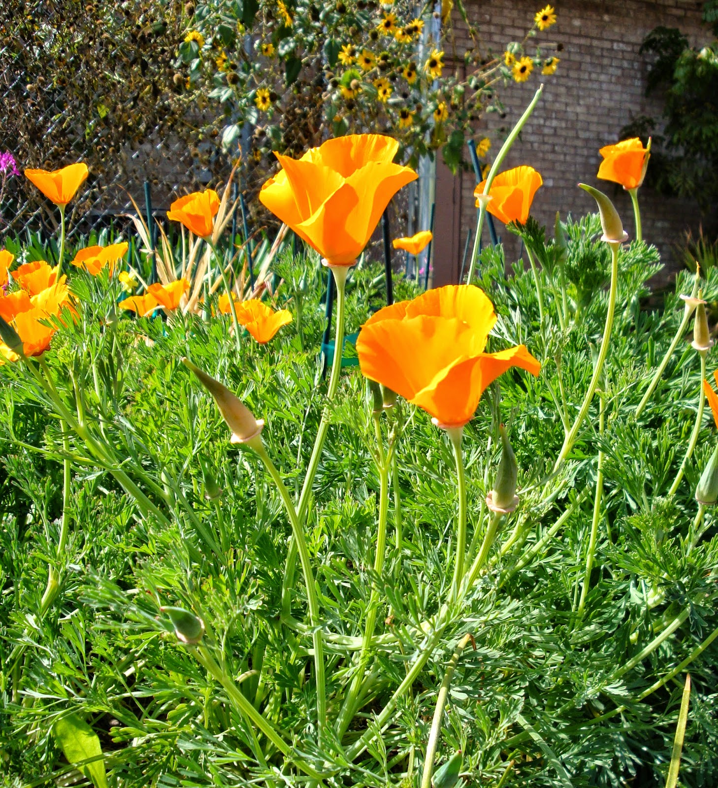 семена эшшольция рассада. рассада эшшольции всходы. эшшольция калифорнийская буржуа. эшшольция. эшшольция выращивание из семян на рассаду.