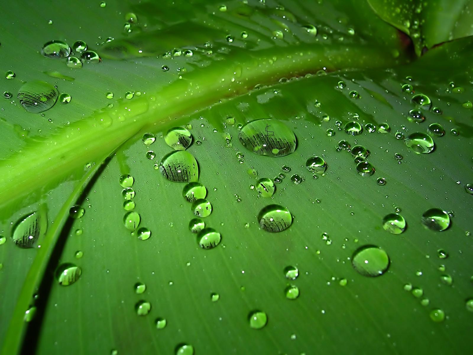 Rain Drops on Leaf HD Close Up Wallpapers Download Free Wallpapers in ...