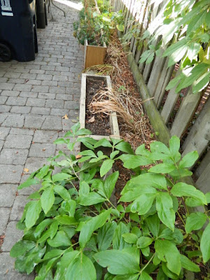 Fall Clean up Toronto Bedford Park Backyard Garden before by Paul Jung Gardening Services Fall Clean up Toronto Bedford Park Backyard Garden before by Paul Jung Gardening Services