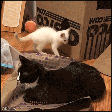Funny Cat GIF • 2 kittens playing a cute hide and seek. One is hidden in a paper bag, the other pounces on it! Cute playful kitties. Funny Cat GIF • 2 kittens playing a cute hide and seek. One is hidden in a paper bag, the other pounces on it! Cute playful kitties.