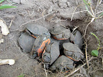 Tim's Fertile Turtles!
