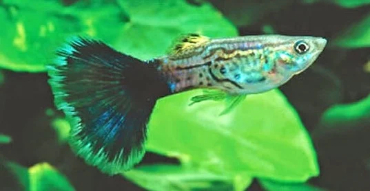 Ikan Guppy Black Cobra Tail - Cara Budidaya Ikan