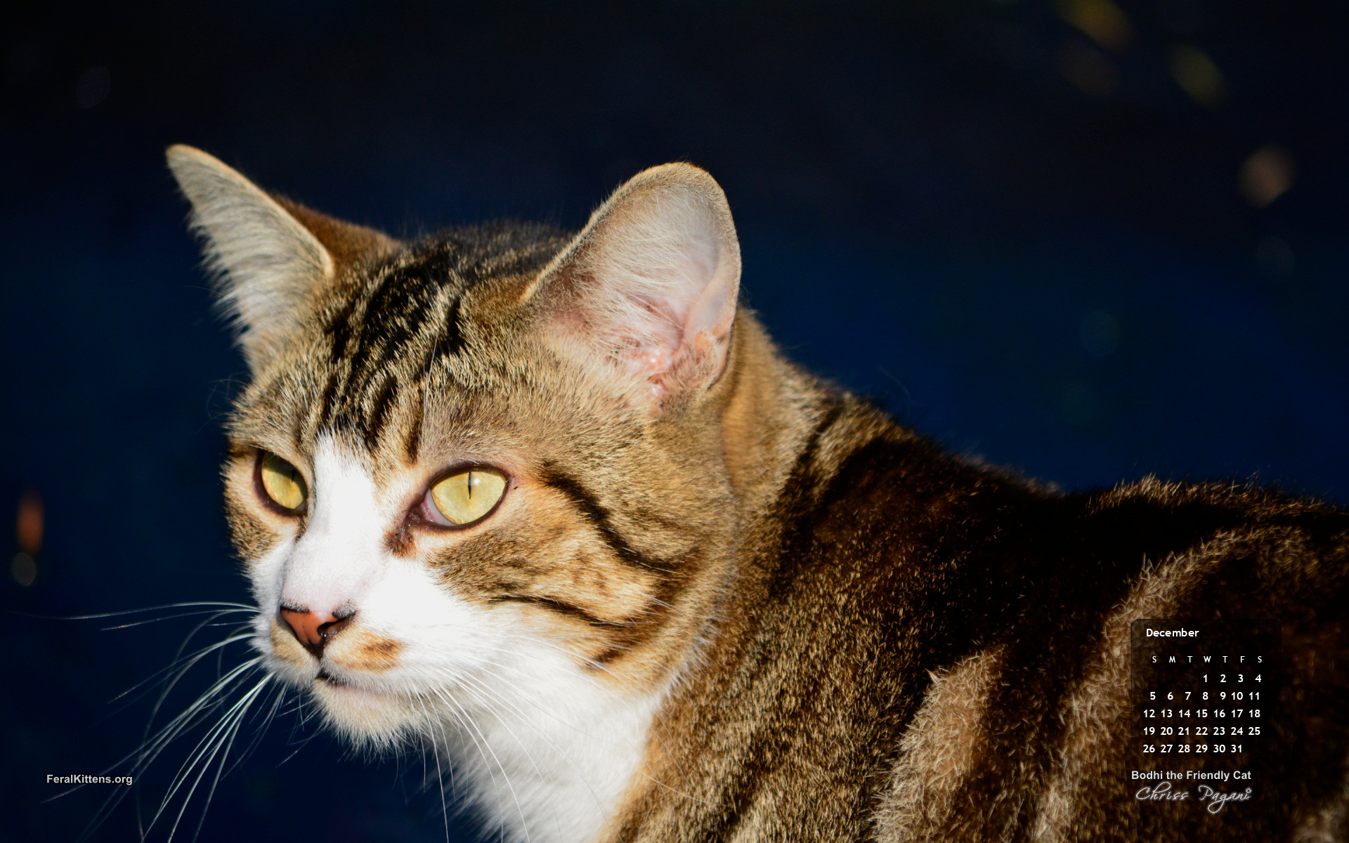 December Cat Of The Month Calendar Wallpaper Bodhi December Cat Of The Month Calendar Wallpaper Bodhi