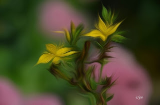 Blumen, flores, Flower, fleurs, květiny, Flores, blomme, Fauna, Flora, Tiere, Vögel, Fische, Insekten, Blumen, Bäume, Berge, Meer, Ozean, Natur, Sonne, Mond, animals, birds, fish, insects, flowers, trees, mountains,