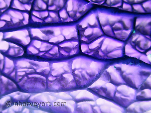 Close-up Savoy Cabbage purple photo edit