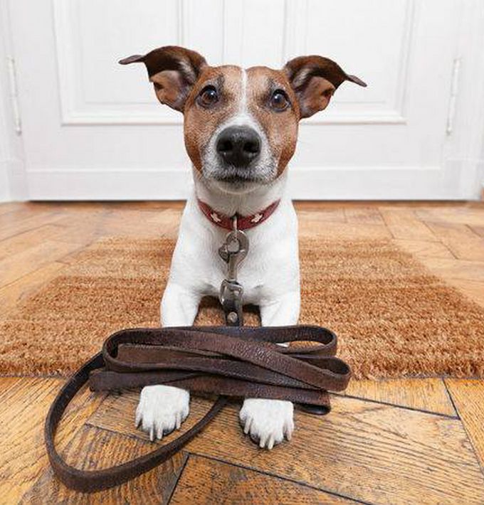 Köpekleri Dolaştırırken Dikkat Etmeniz Gereken 12 Durum