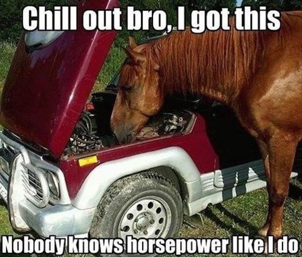 30 Funny animal captions - part 9, funny animal memes, funny animals, funny memes, animal pictures