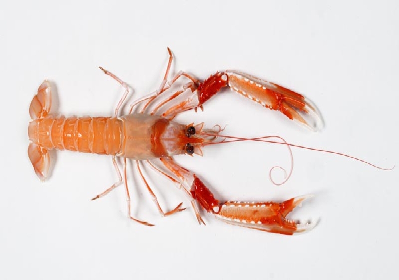 Futuro chef CRUSTÁCEOS