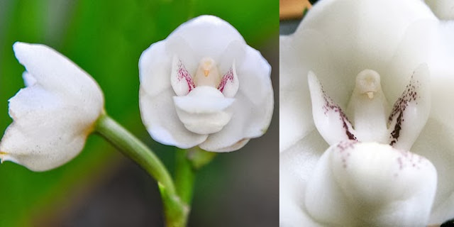 Ingin Melihat Bunga Yang Unik Dan Menarik? Inilah 10 Bunga Tersebut