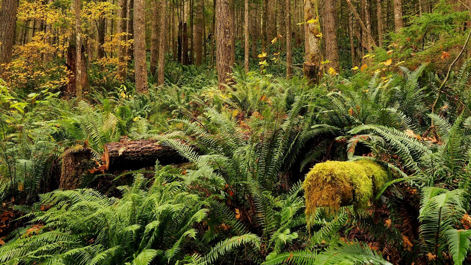 Biodiversity Integrated approach towards organic varieties Article