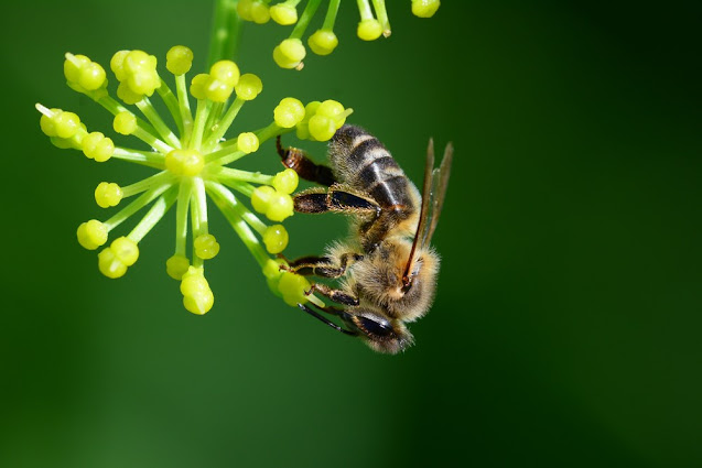 Apis mellifera Apis mellifera