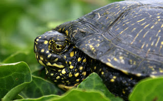 galapago europeo