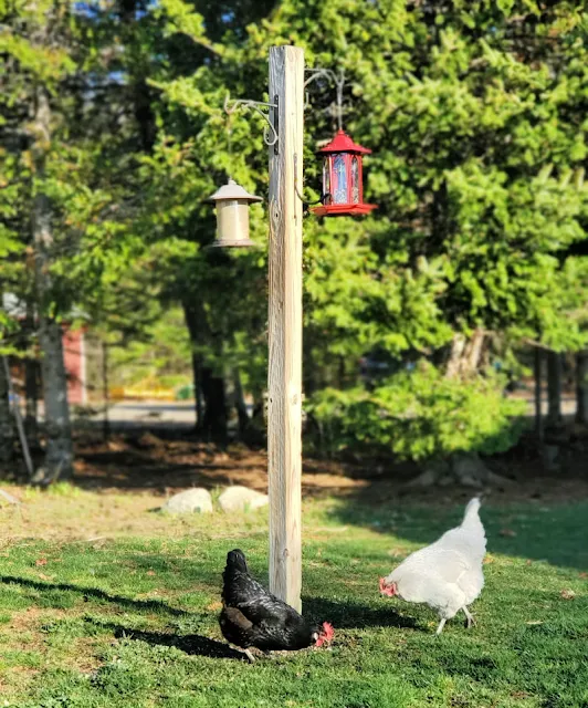 Avian Influenza (Bird Flu) and your Backyard Chickens Updated for 2024