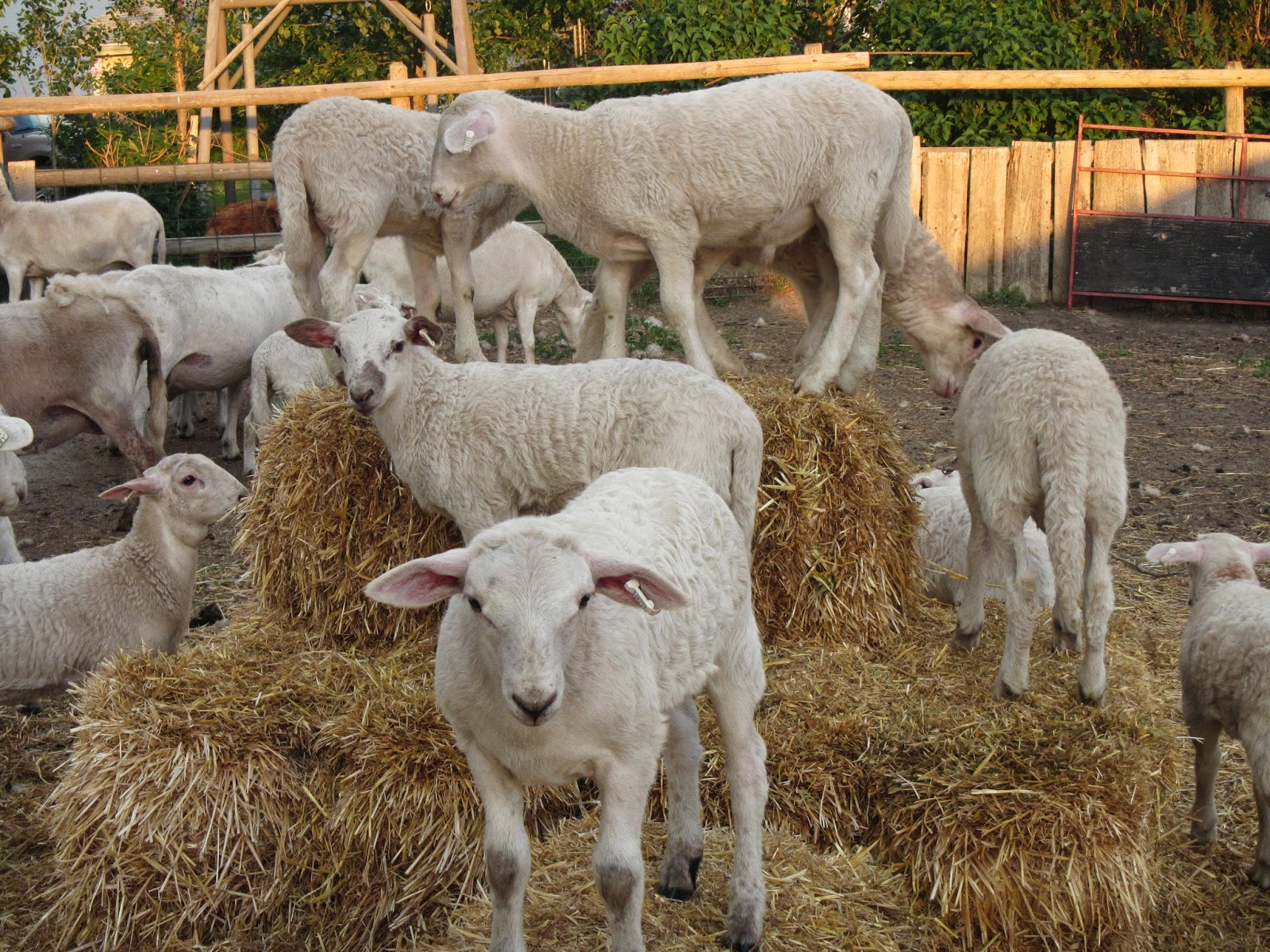 Katahdin Sheep