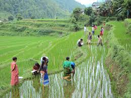 High Priority Budget in Agriculture in Nepal Budge 20202021 High Priority Budget in Agriculture in Nepal Budge 20202021