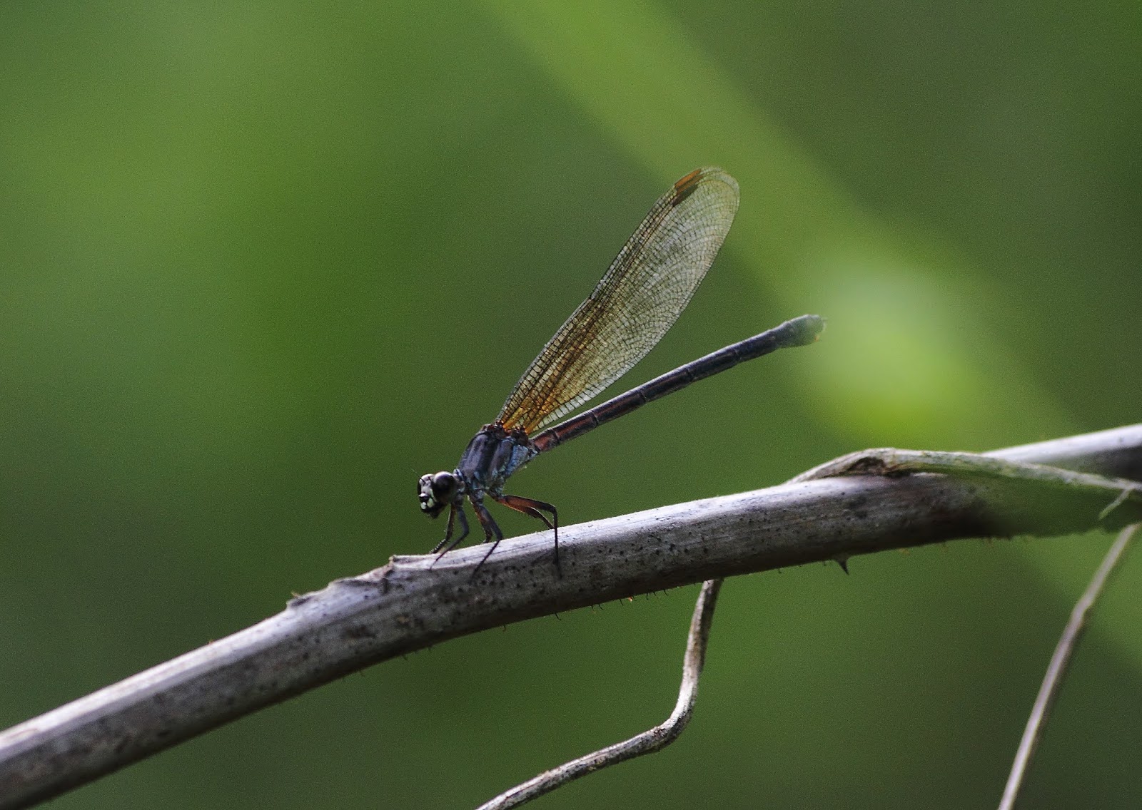 Dragonflies and Darmselfies of Sumbawa: Euphaea lara (Kruger, 1898)