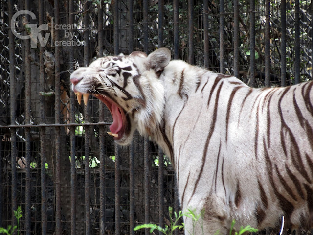 White, White tiger, Tiger, Photography, Wildlife, Wildlife Photography, Gaurav, Gaurav Singh, grv, grvcreatives, grvcreation, grv creative by creation, nature, new delhi, zoo, 