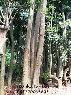 Jual Pohon Pule/Pulai | Pohon Pule Exotic | Jasa Tukang Taman Bogor