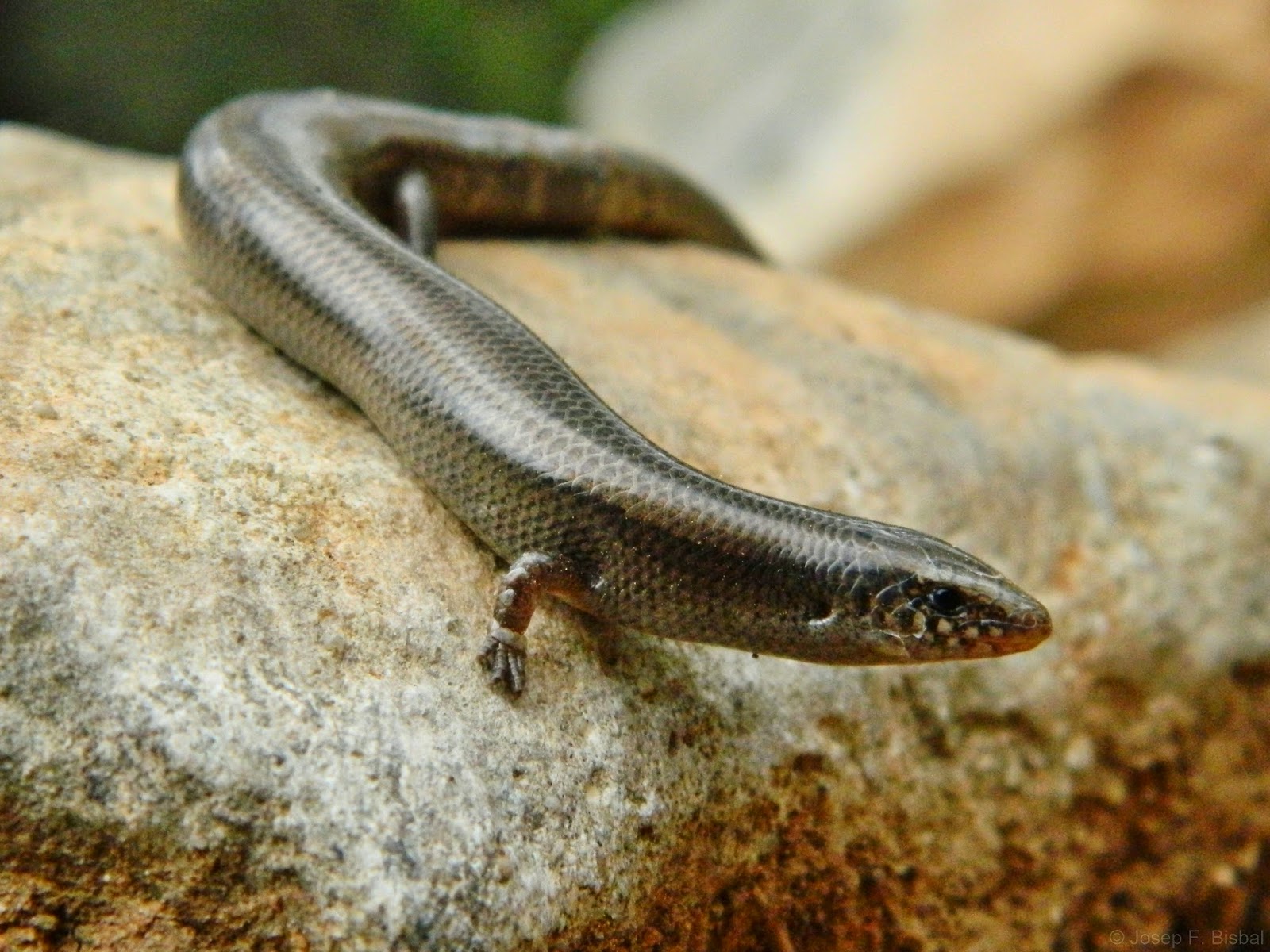 (Paleo)Herpetología Chalcides bedriagai Eslizón ibérico