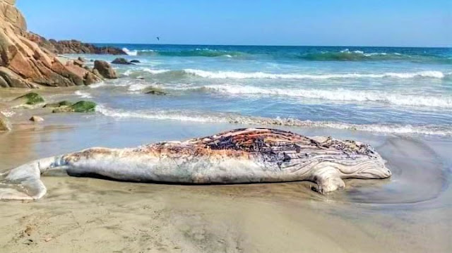 Hallan ballena muerta en Barra Copalita Hallan ballena muerta en Barra Copalita