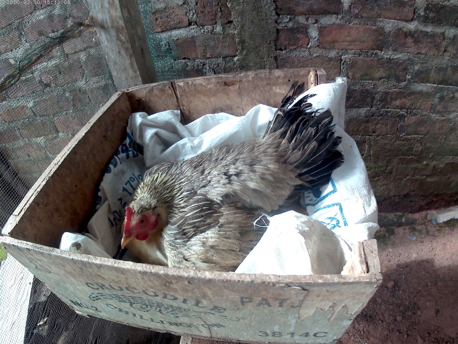 Cara merawat anak ayam yang baru menetas agar tidak mati