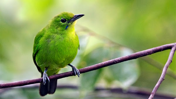 Cara Perawatan Burung Cucak Ijo Mini Macet Bunyi