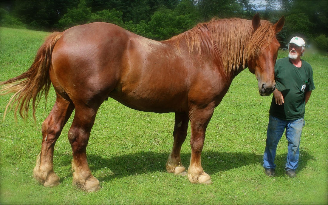 RAZAS DE CABALLOS SUFFOLK PUNCH
