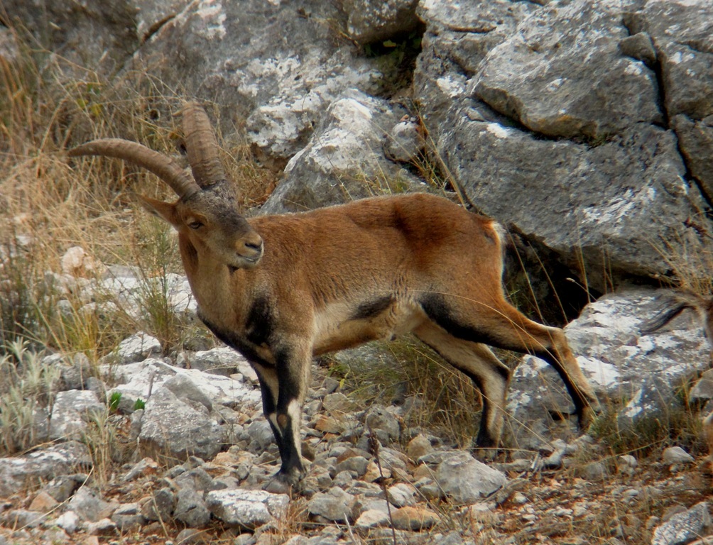 The Green Nomads: Deer or Ibex?