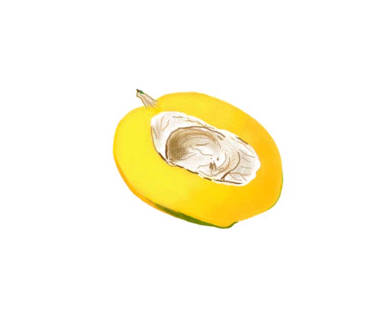How to Draw a Mango Seed