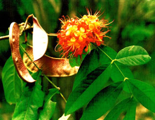  sering dikacaukan dengan flora lain yaitu Khasiat Bunga Asoka