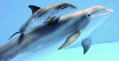 Mama delfin empuja a su bebé muerto para mantenerlo a flote