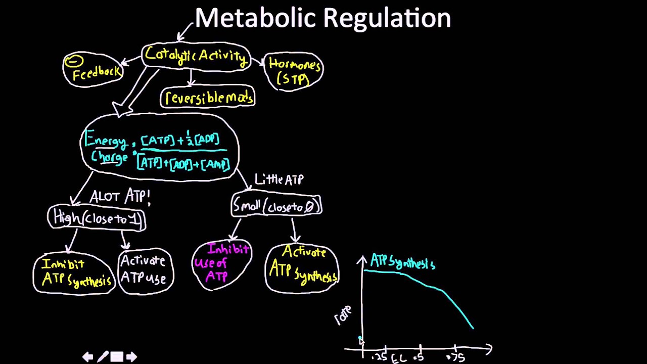 Metabolic Regulation Medical Yukti