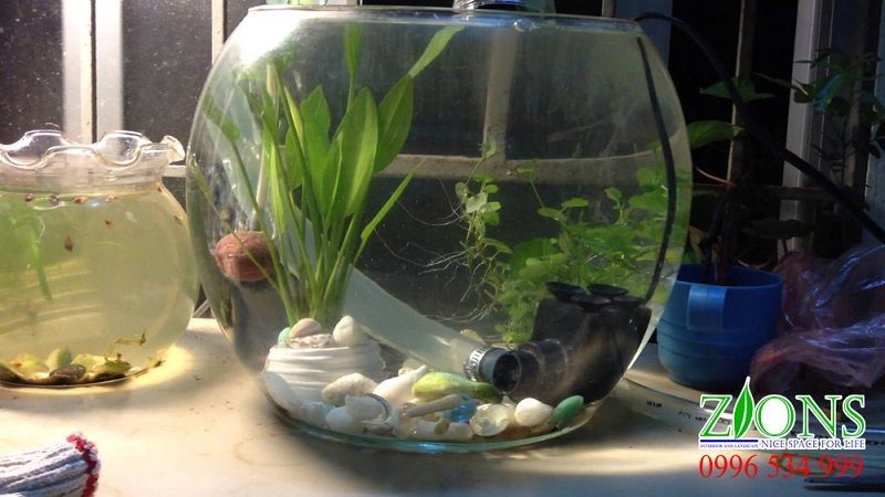 The Fundamentals of Best Betta Fish Tank Revealed Image The Fundamentals of Best Betta Fish Tank Revealed